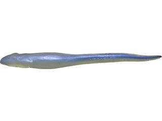 Product image variation